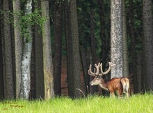 Am Hochwald...
