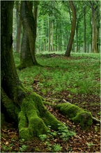 Kein Wald auf der Startseite?