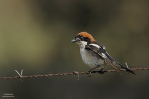 männlicher adulter Rotkopfwürger (ND)