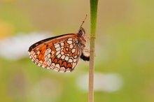 Wachtelweizen-Scheckenfalter (Melitaea athalia)