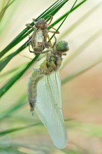 Nordische Moosjungfer