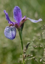 Iris- HF mit Gruß an Martin und Joachim