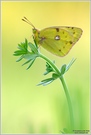 Goldene acht (Colias hyale)