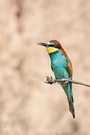 Bienenfresser (Merops apiaster)