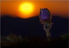 Pulsatilla Vernalis im Abendlicht