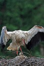 Storch