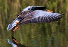 Graugans im Landeanflug