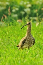 Großer Brachvogel