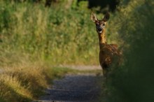 Versteckspiel als Überlebensstrategie