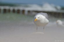 Mitten im Sandsturm