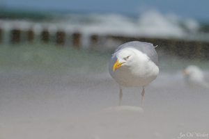 Mitten im Sandsturm