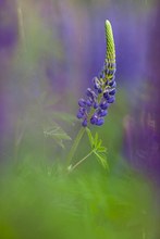 Lupine