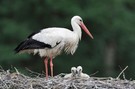 Weißstorch