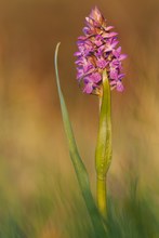 Fleischfarbenes Knabenkraut (Dactylorhiza incarnata)