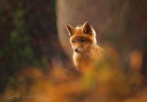 Fuchs (Vulpes vulpes)