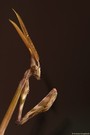 Haubenfangschrecke (Empusa pennata) die zweite