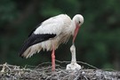 Weißstorch