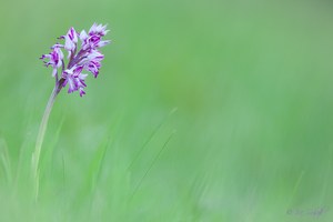 Orchis militaris