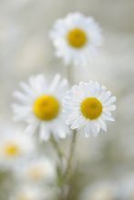 Leucanthemum vulgare