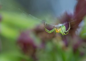 S p i n n e r e i    vor dem  Blütenmeer...