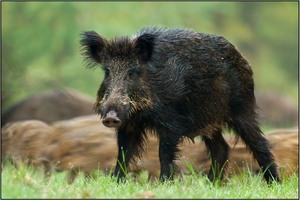 "Frischlingsexpress"