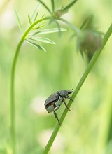 HOPLIA COERULEA (3) (Weibchen)