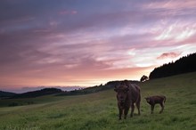 Wisentnachwuchs