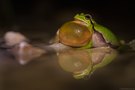 Laubfrosch-Konzert