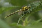 Gomphus simillimus, Weibchen