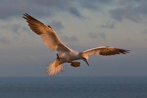 diesen perfekten Flieger