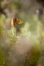 Argynnis pandora