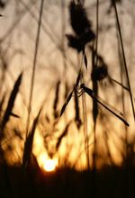 Abendlibelle