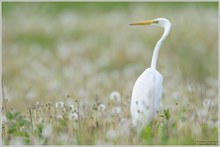 Silberreiher (Casmerodius albus)