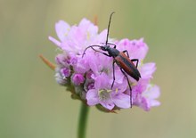 Kleiner Schmalbock