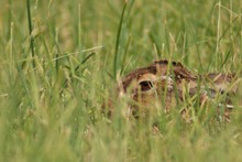 Hasenportrait