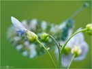 Ei vom Aurorafalter (Anthocharis cardamines)