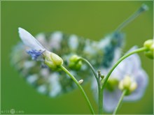 Ei vom Aurorafalter (Anthocharis cardamines)