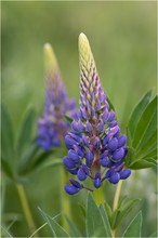 Lupinus