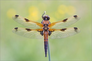 Libellula quadrimaculata