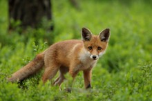 Fuchs
