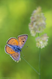 ~ Lycaena alciphron ~