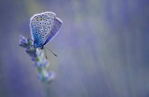 Bläuling im Lavendel