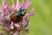 Gartenlaubkaefer