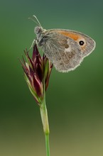 kleiner Wiesenvogel