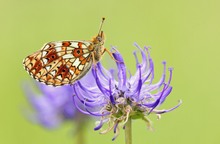 ~ Boloria selene ~