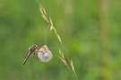 - Seltene Schlafgemeinschaft -