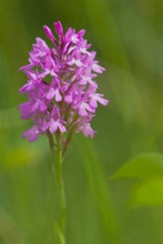 Pyramiden-Hundswurz (Anacamptis pyramidalis)