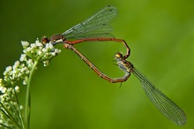 Pyrrhosoma nymphula