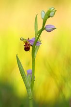 Ophrys apifera