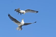 Gezänk am Vogelfelsen